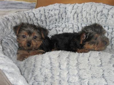 Yorkshire Terrier puppies in Carlow